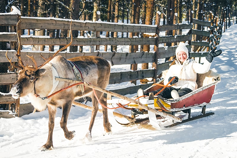 Woman in reindeer sledding in finland in lapland in winter